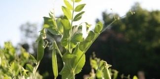 Горох всё лето - Овощи Горох