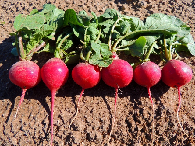 Редис Редис