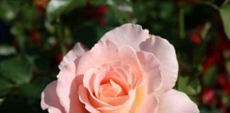 Роза «Рококо» (Rokoko)