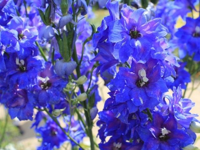 Дельфиниум «Атлантис» (Delphinium `Atlantis`) Дельфиниум «Атлантис» (Delphinium `Atlantis`)