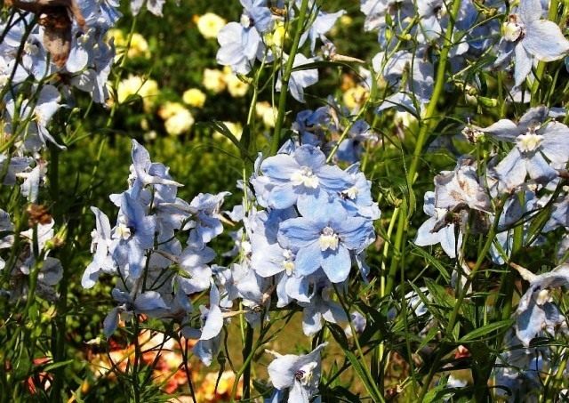 Дельфиниум «Боллклейд» (Delphinium `Ballkleid`) Дельфиниум «Боллклейд» (Delphinium `Ballkleid`)