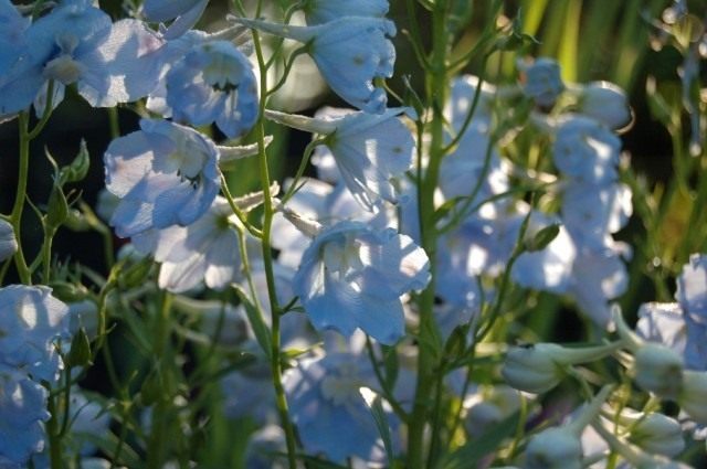 Дельфиниум «Бергхиммль» (Delphinium `Berghimmel`) Дельфиниум «Бергхиммль» (Delphinium `Berghimmel`)