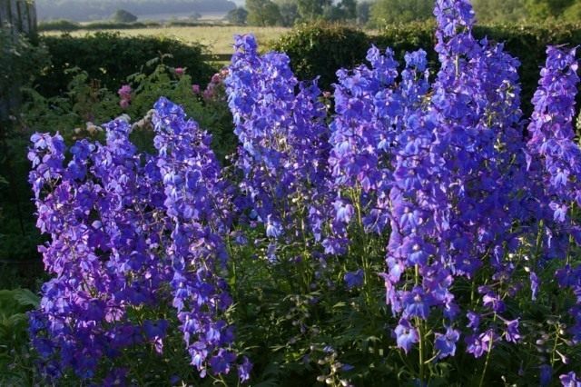 Дельфиниум «Пикколо» (Delphinium `Piccolo`) Дельфиниум «Пикколо» (Delphinium `Piccolo`)