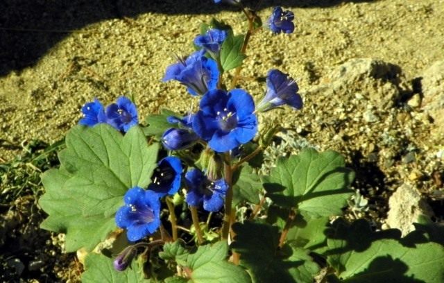 Фацелия колокольчатая (Phacelia campanularia) Фацелия колокольчатая