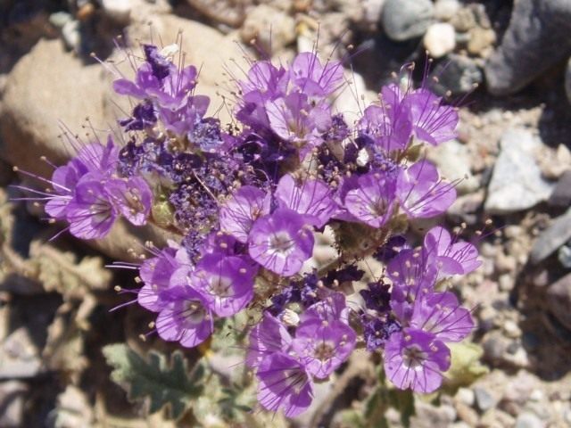 Фацелия городчатая (Phacelia crenulata) Фацелия городчатая (Phacelia crenulata)