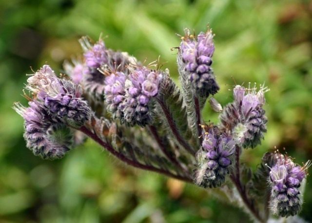 Фацелия Калифорнийская (Phacelia californica) Фацелия Калифорнийская (Phacelia californica)