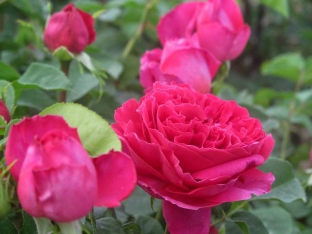 Кустовая роза «Отелло» 