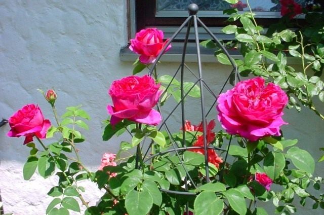 Кустовая роза «Отелло»