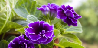 Синнингия красивая (Sinningia speciosa)