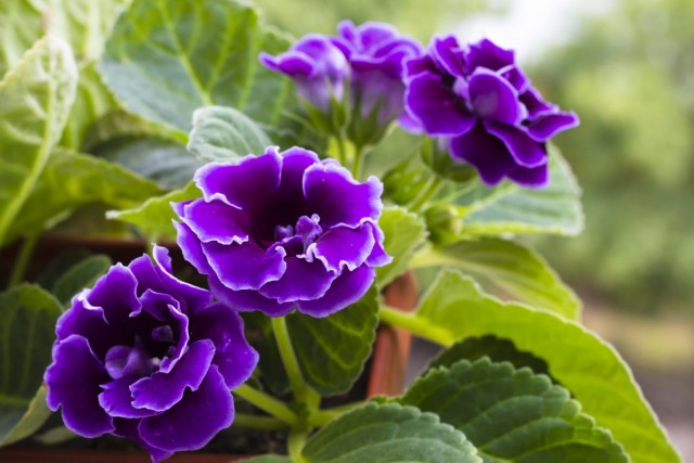 Синнингия красивая (Sinningia speciosa) Синнингия красивая (Sinningia speciosa)
