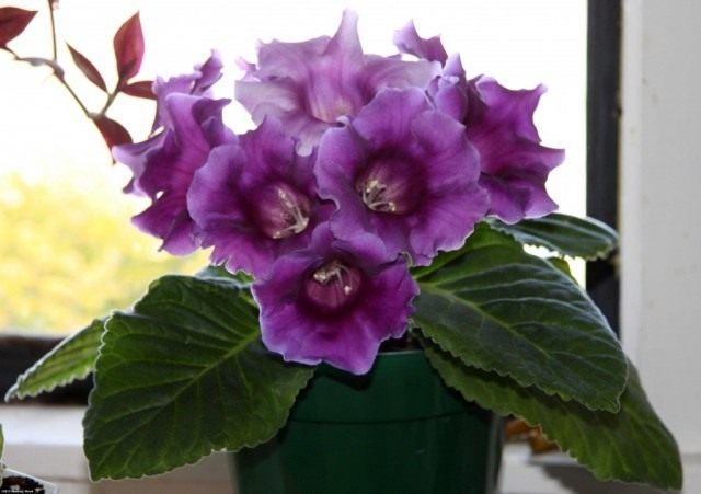 Синнингия красивая (Sinningia speciosa), или Глоксиния гибридная Синнингия красивая (Sinningia speciosa), или Глоксиния гибридная