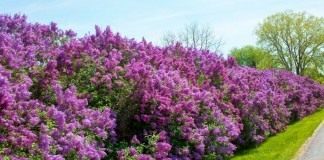 Живая изгородь из цветущей сирени