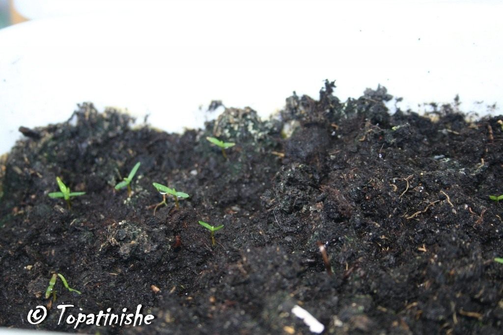 thuja-seedling