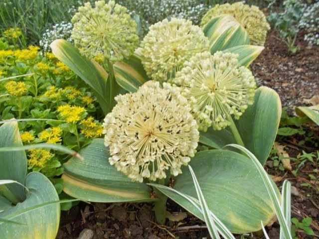 Лук каратавский (Allium karataviense) Лук каратавский (Allium karataviense)