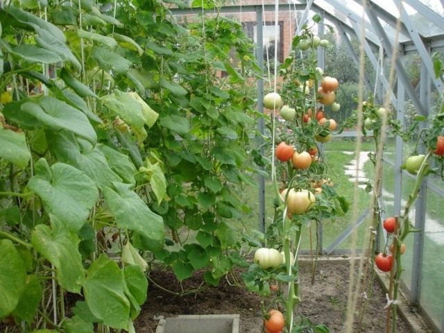 Томаты и огурцы в теплице Томаты и огурцы в теплице