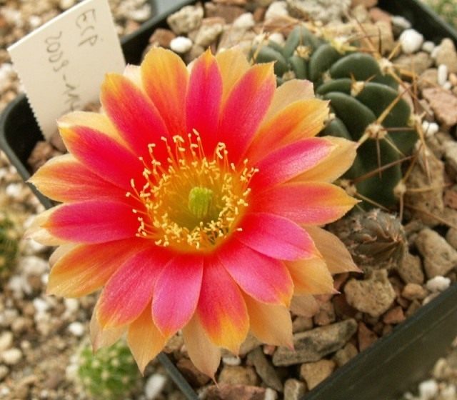 Лобивия пампана, или Эхинопсис пампана (лат. Echinopsis pampana) Лобивия пампана, или Эхинопсис пампана (лат. Echinopsis pampana)