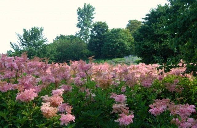 Таволга, или Лабазник красный, сорт 'Venusta' (Filipendula rubra) Таволга, или Лабазник красный, сорт 'Venusta' (Filipendula rubra)