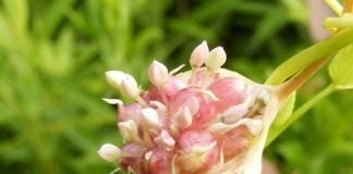 Бульбочки, или воздушные луковицы чеснока