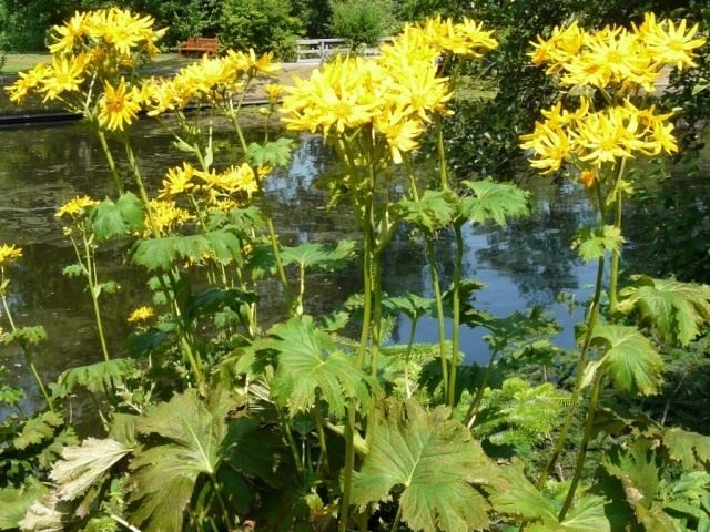 Бузульник зубчатый (Ligularia dentata) Бузульник зубчатый (Ligularia dentata)