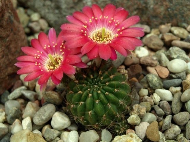Эхинопсис Бакеберга или Лобивия Бакеберга (лат. Echinopsis backebergii) Эхинопсис Бакеберга или Лобивия Бакеберга (лат. Echinopsis backebergii)