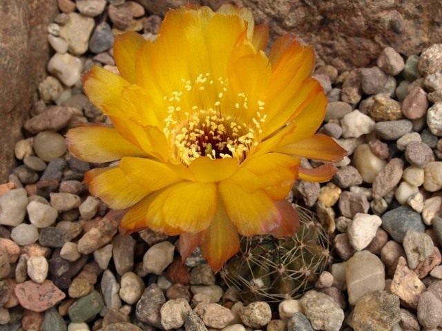 Элинопсис Хрисанта, или Лобивия Хрисанта (лат. Echinopsis chrysantha) Элинопсис Хрисанта, или Лобивия Хрисанта (лат. Echinopsis chrysantha)
