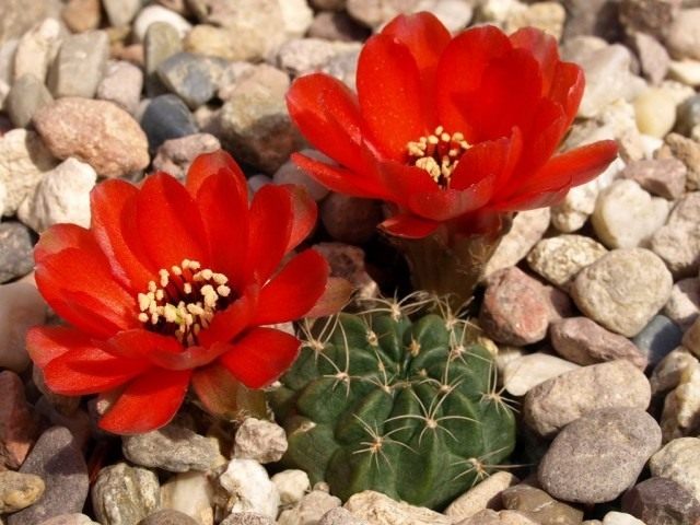 Эхинопсис Шрейтера син. Лобивия Шрейтера. (Echinopsis schreiteri) Эхинопсис Шрейтера син. Лобивия Шрейтера. (Echinopsis schreiteri)