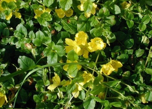 Вербейник монетный, или Вербейник монетчатый (Lysimachia nummularia) Вербейник монетный, или Вербейник монетчатый (Lysimachia nummularia)