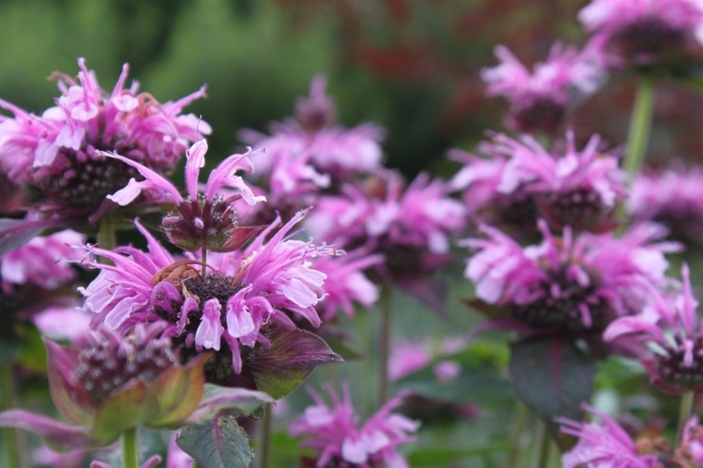 Особенности выращивания монарды. Посадка и уход. Фото — Ботаничка.ru