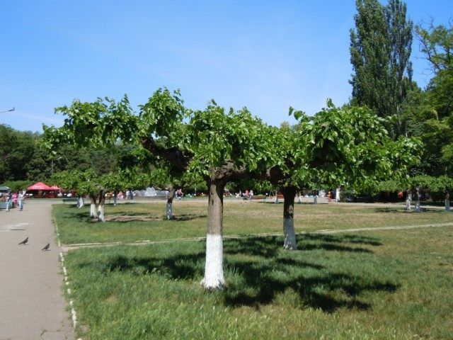 Шелковица в парке им. Горького, Одесса Шелковица в парке им. Горького, Одесса