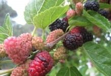 Шелковица чёрная (Morus nigra)