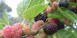 Шелковица чёрная (Morus nigra)