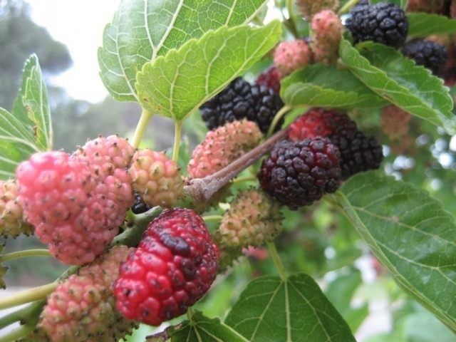 Шелковица чёрная (Morus nigra) Шелковица чёрная (Morus nigra)
