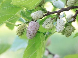 Шелковица белая (Morus alba) Шелковица белая (Morus alba)