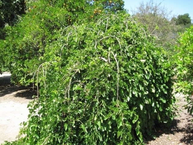 Шелковица белая, плакучая форма Шелковица белая, плакучая форма