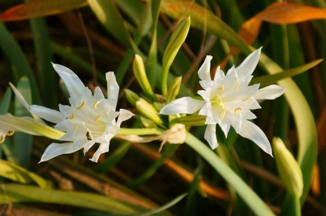 Панкраций морской (лат. Pancratium maritimum) Панкраций морской (Pancratium maritimum)