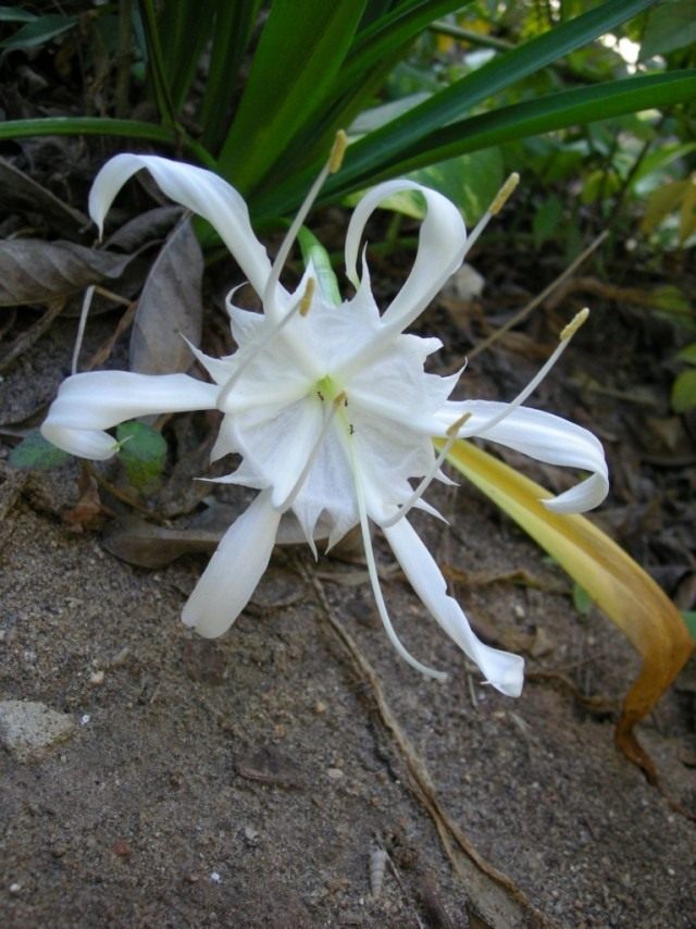 Панкраций цейлонский (лат. Pancratium zeylanicum) Панкраций цейлонский (лат. Pancratium zeylanicum)