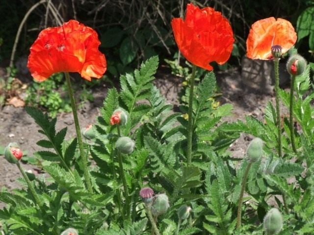 Мак восточный, или Мак малолистный (Papaver orientale) Мак восточный, или Мак малолистный (Papaver orientale)