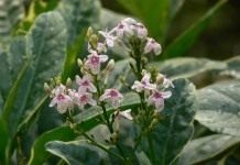 Псевдэрантемум сетчатый, или тёмно-пурпурный