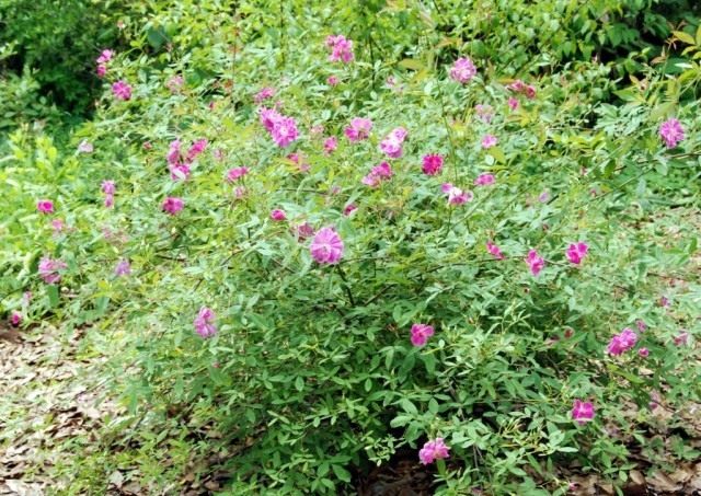 Роза болотная (Rosa palustris) Роза болотная (Rosa palustris)