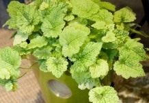 Толмия Мензиса (Tolmiea menziesii)