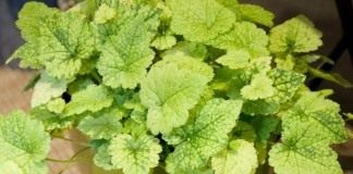 Толмия Мензиса (Tolmiea menziesii)