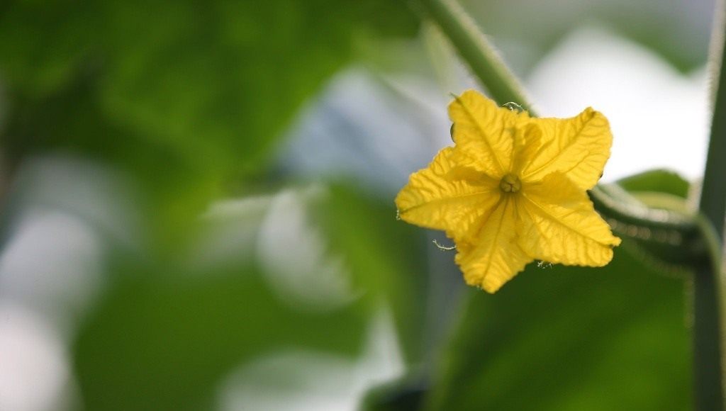 Вредители и болезни огурцов Цветок огурца