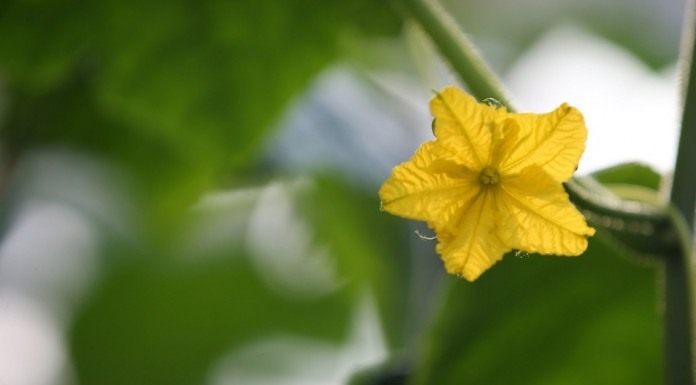 Вредители и болезни огурцов Цветок огурца