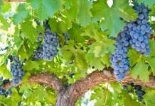 Виноград