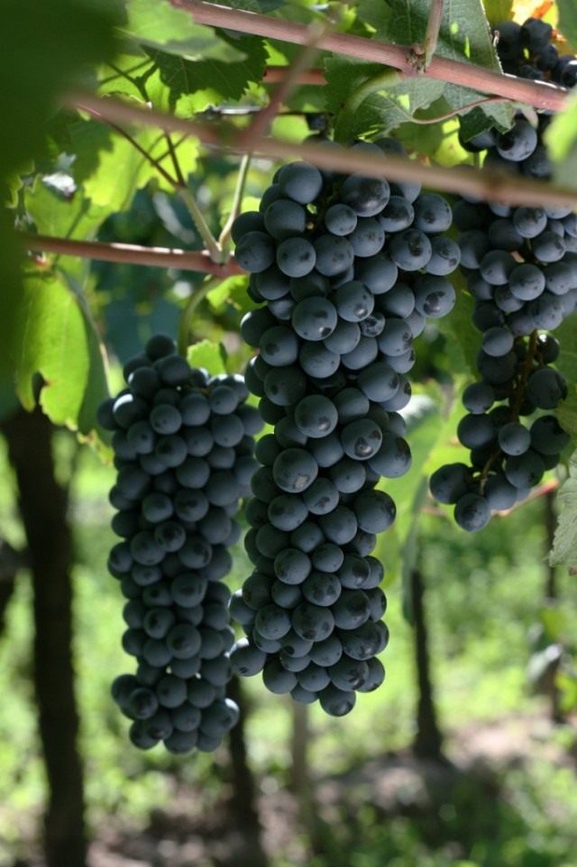Виноград Виноград