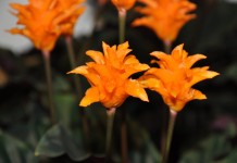 Калатея шафранная (Calathea crocata)