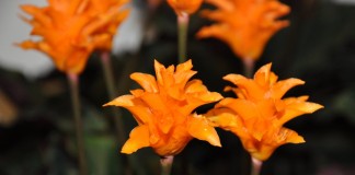 Калатея шафранная (Calathea crocata)