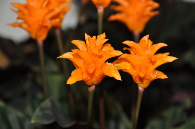 Калатея шафранная (Calathea crocata) Калатея шафранная (Calathea crocata)