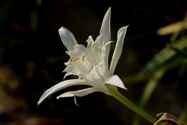 Панкраций морской (лат. Pancratium maritimum) Панкраций морской (лат. Pancratium maritimum)
