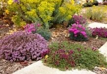 Цветник из растений, не требующих частых поливов